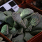 Titanopsis calcarea (Sheep's Tongue, Skilpadvoetjie)