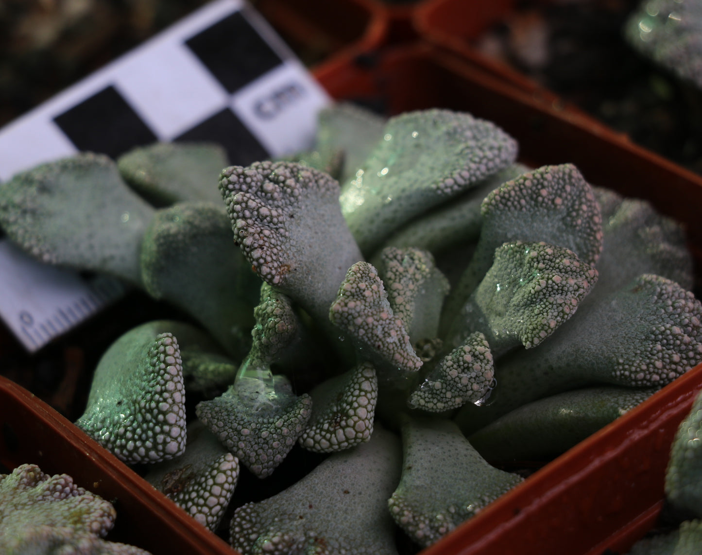 Titanopsis calcarea (Sheep's Tongue, Skilpadvoetjie)