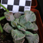 Titanopsis calcarea (Sheep's Tongue, Skilpadvoetjie)