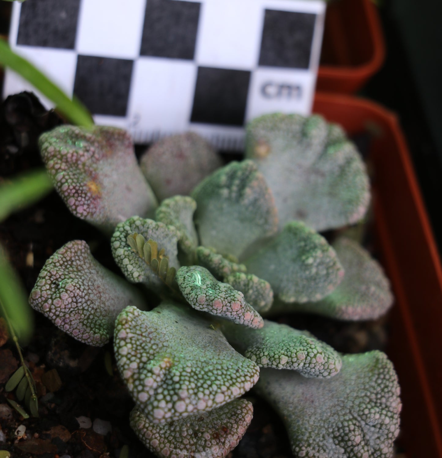 Titanopsis calcarea (Sheep's Tongue, Skilpadvoetjie)