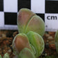 Gibbaeum dispar