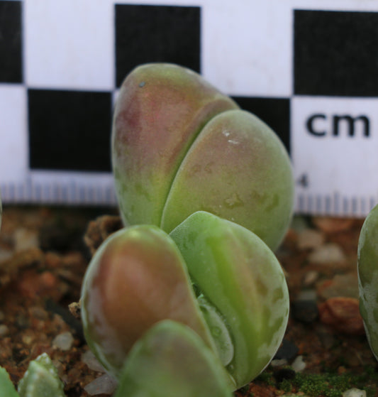Gibbaeum dispar