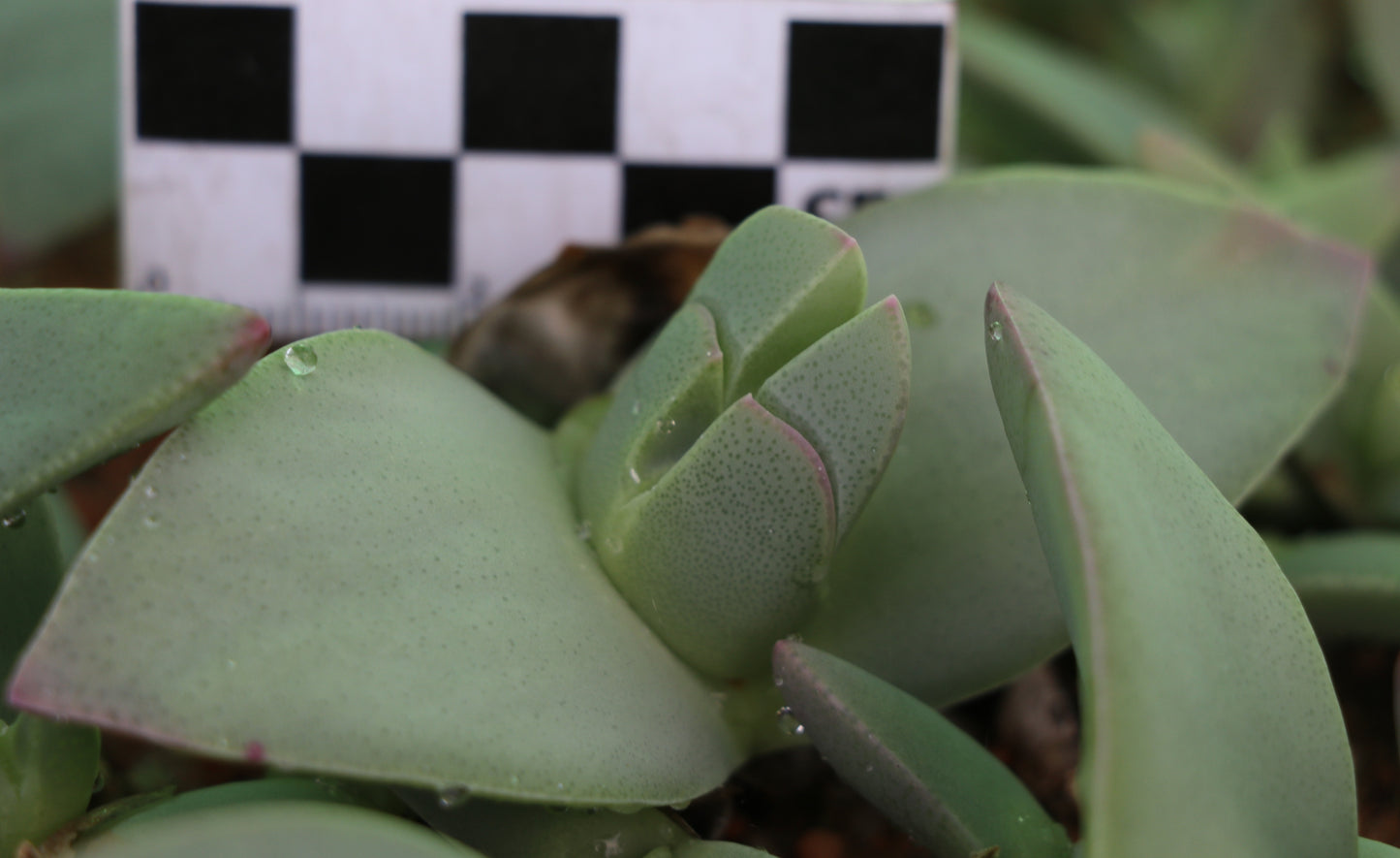 Cheiridopsis peculiaris (Steinkopf)