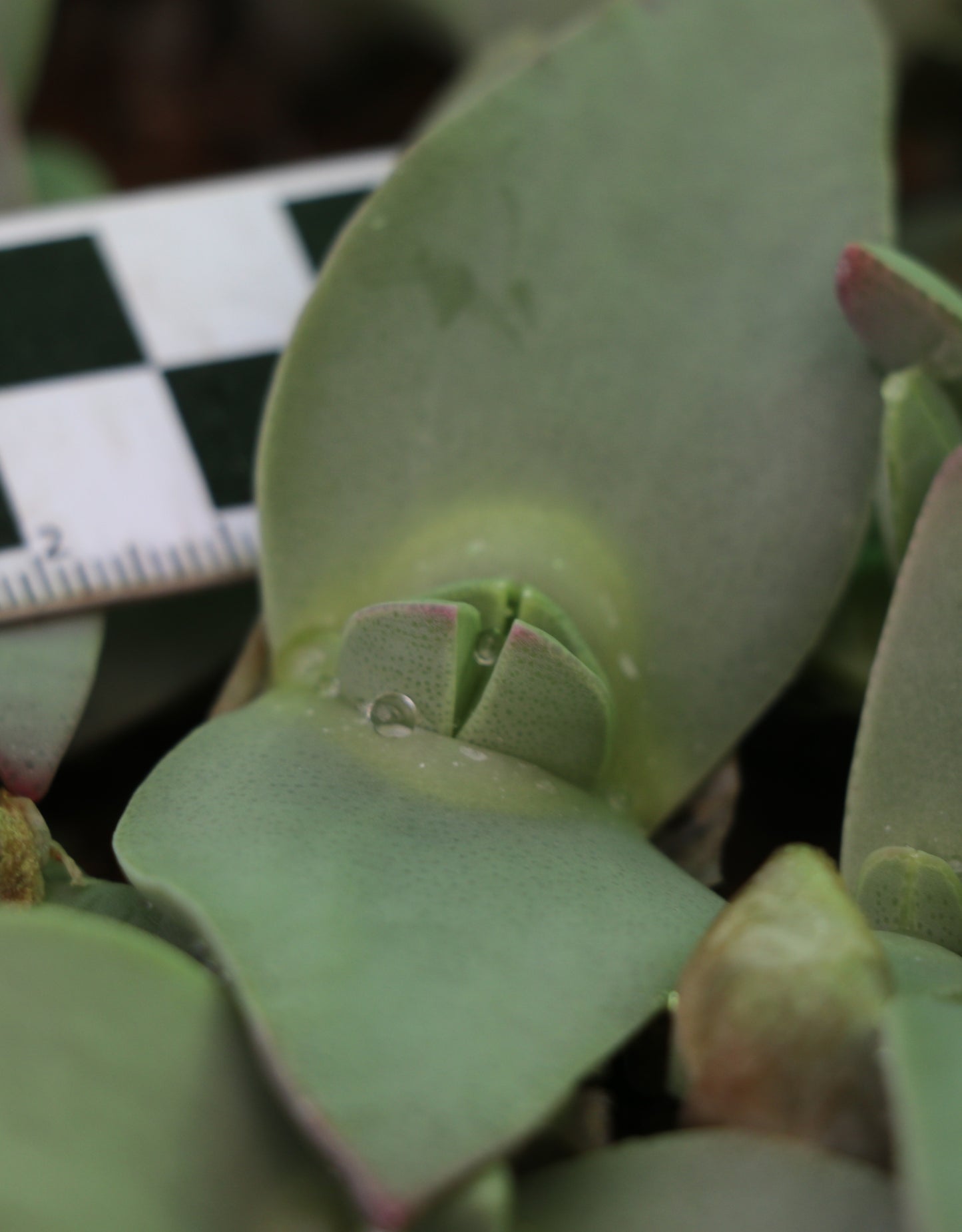 Cheiridopsis peculiaris (Steinkopf)