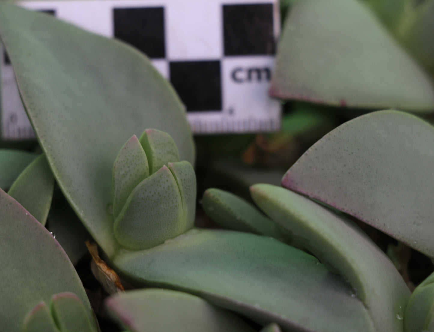 Cheiridopsis peculiaris (Steinkopf)