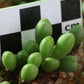 Conophytum meyeri (Augrabies)