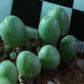 Conophytum meyeri (Augrabies)