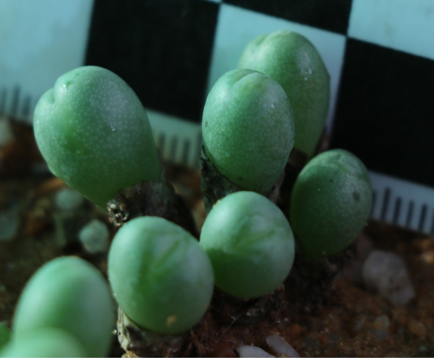 Conophytum meyeri (Augrabies)