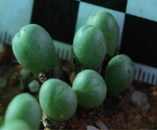 Conophytum meyeri (Augrabies)