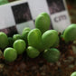 Conophytum meyeri (Augrabies)