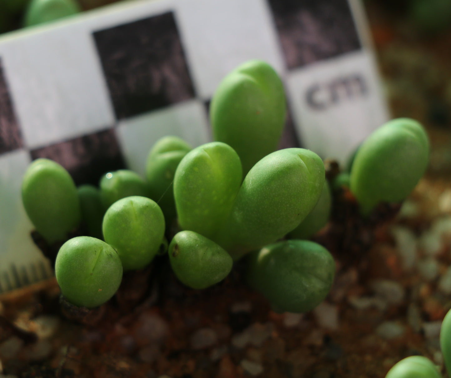 Conophytum meyeri (Augrabies)