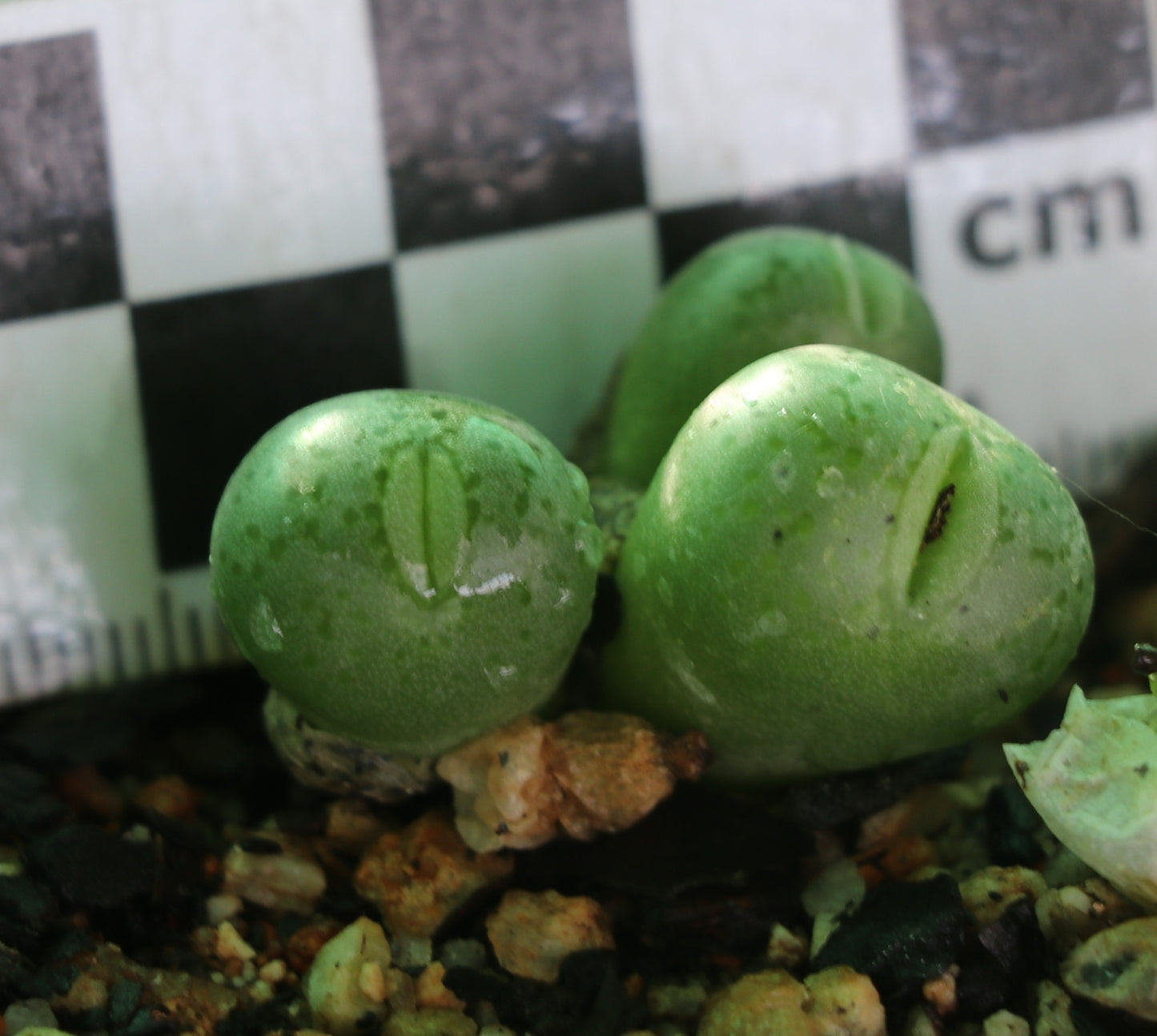 Conophytum uviforme subsp. uviforme (Vanrhynspass)