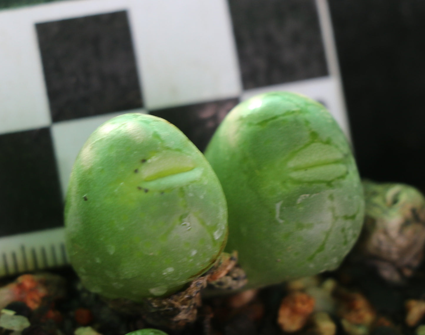 Conophytum uviforme subsp. uviforme (Vanrhynspass)