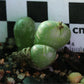 Conophytum uviforme subsp. uviforme (Vanrhynspass)