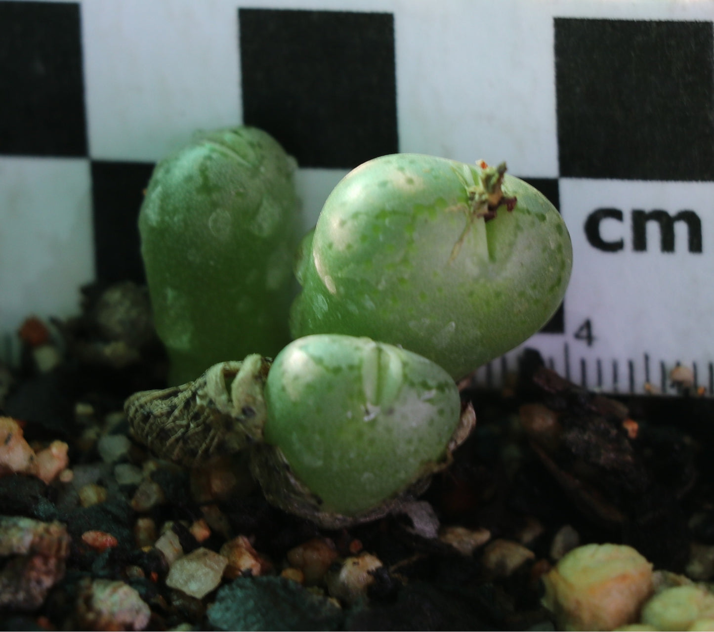 Conophytum uviforme subsp. uviforme (Vanrhynspass)