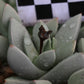 Schwantesia herrei (Sendelingsdrif)