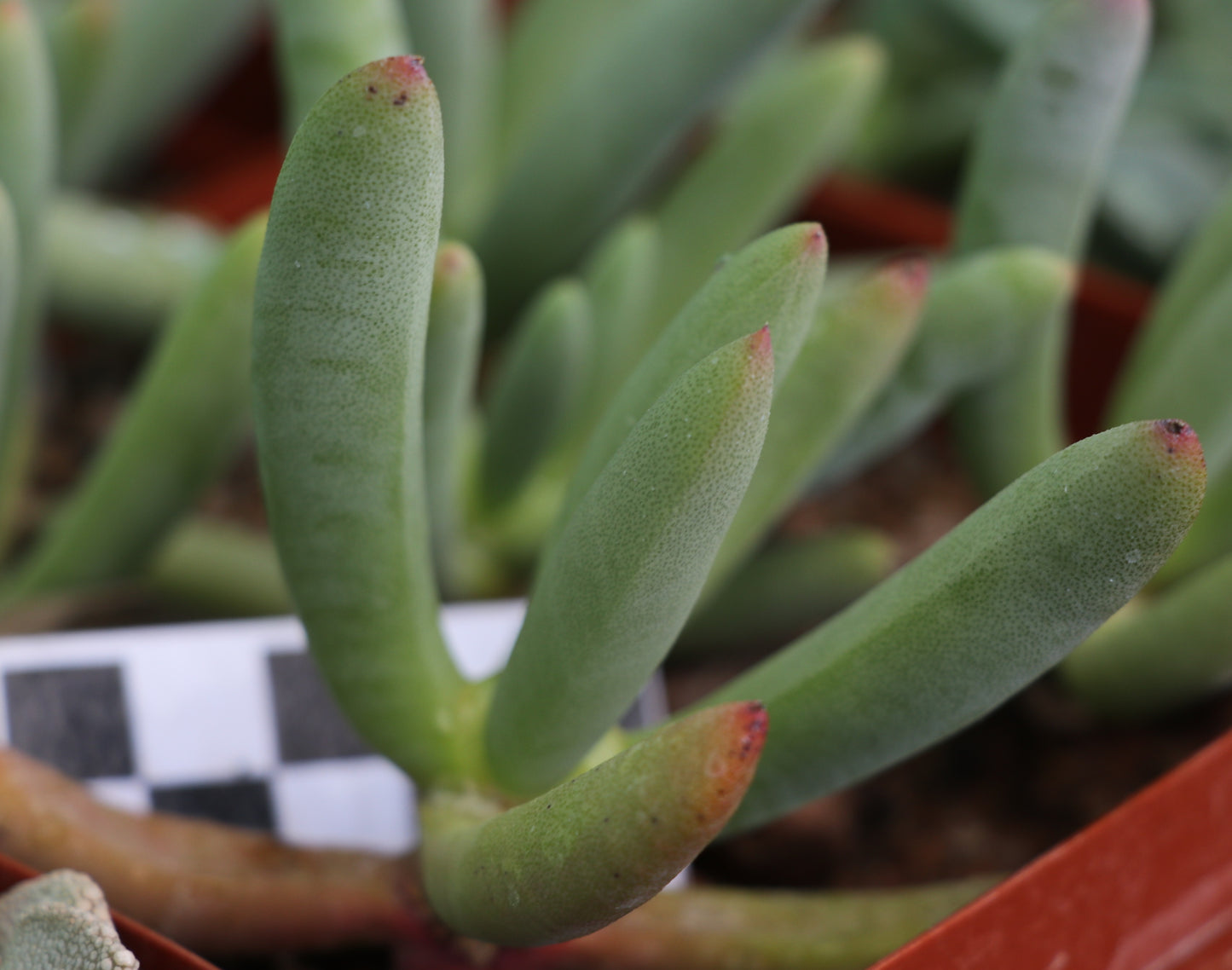 Cyllindrophyllum tugwelliae (Laingsburg)