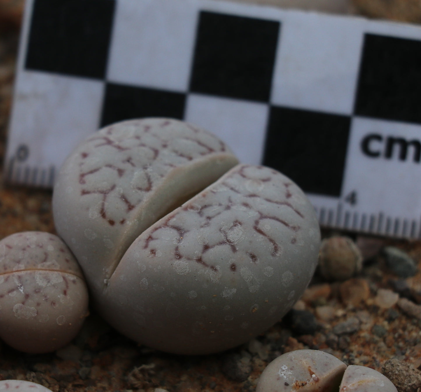 Dinteranthus vanzylii