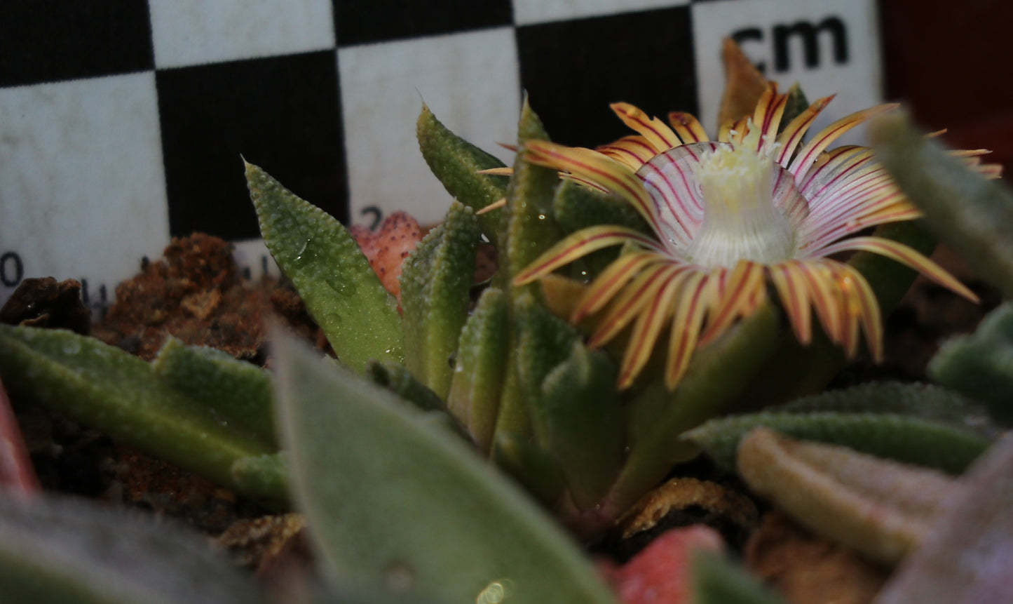 Nananthus vittatus (Kalkvygie)