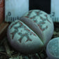 Lithops dorotheae