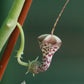 Ceropegia haygarthii