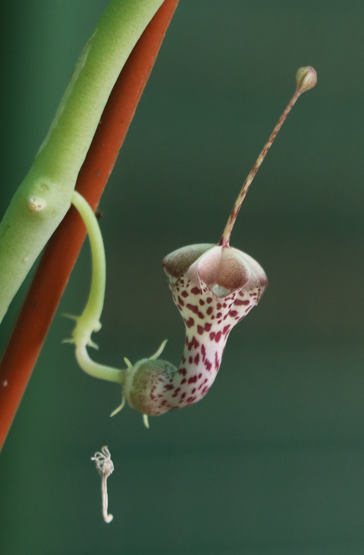 Ceropegia haygarthii