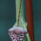 Ceropegia haygarthii