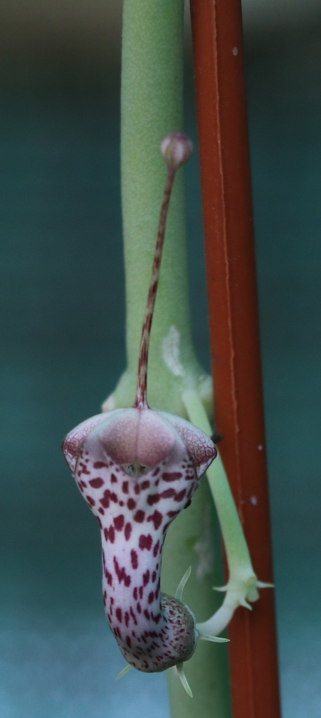 Ceropegia haygarthii