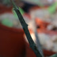 Ceropegia stapeliiformis subsp. stapeliiformis (Slangkambroo - Snake Creeper)