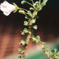 Monsonia (Sarcocaulon) vanderietiae - Albany Candle Bush