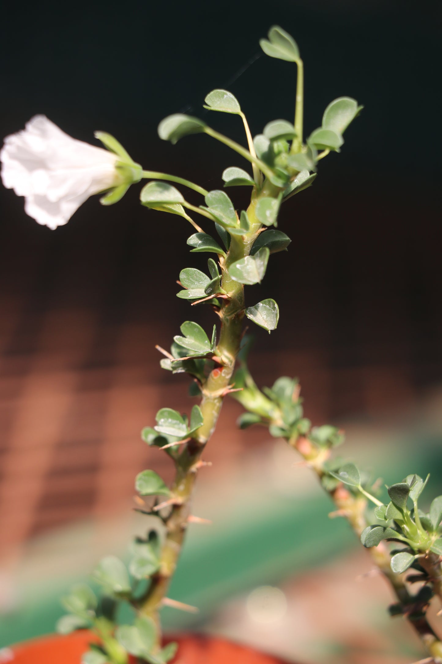 Monsonia (Sarcocaulon) vanderietiae - Albany Candle Bush