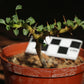 Monsonia (Sarcocaulon) vanderietiae - Albany Candle Bush