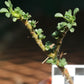 Monsonia (Sarcocaulon) vanderietiae - Albany Candle Bush