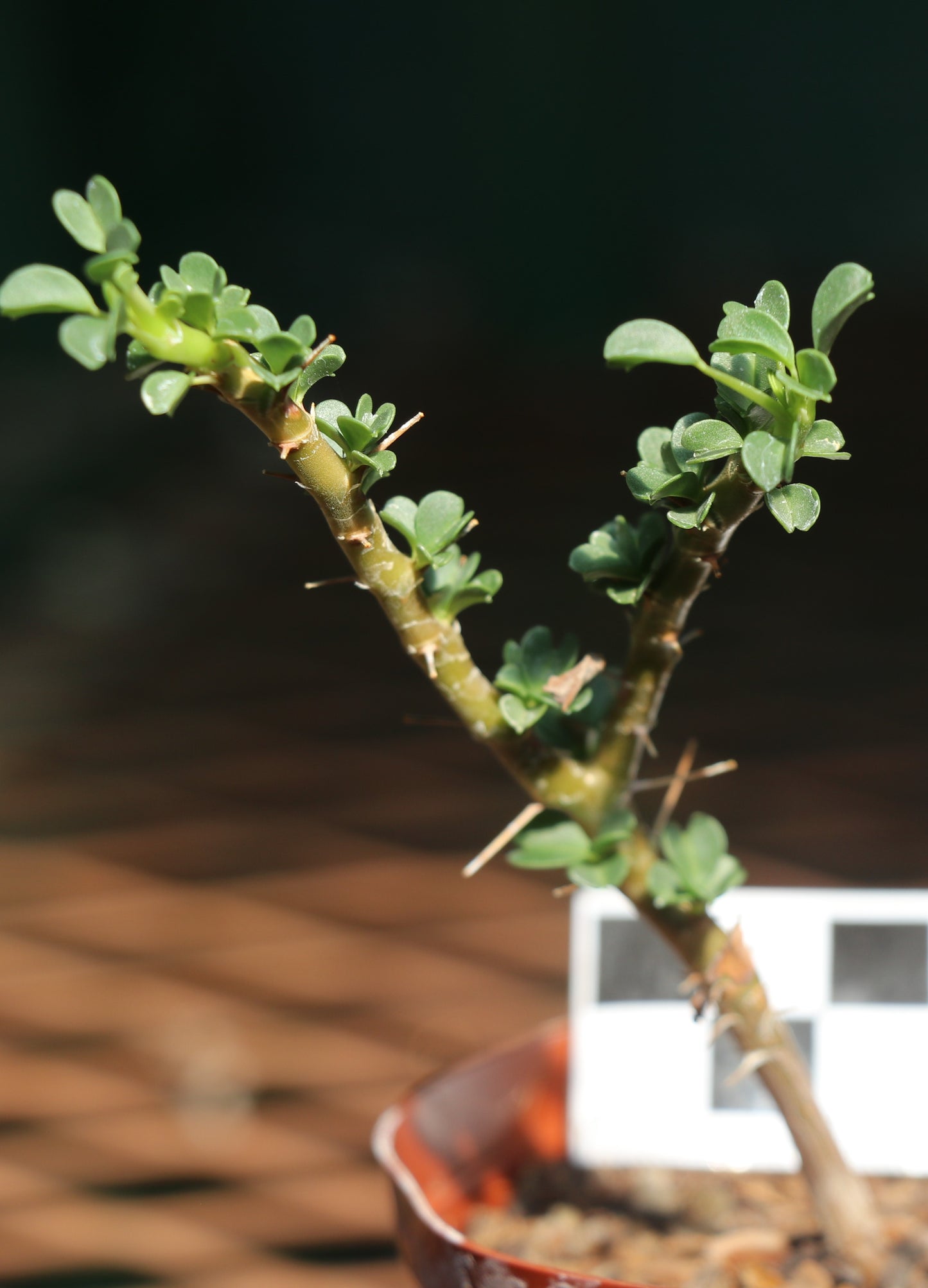 Monsonia (Sarcocaulon) vanderietiae - Albany Candle Bush