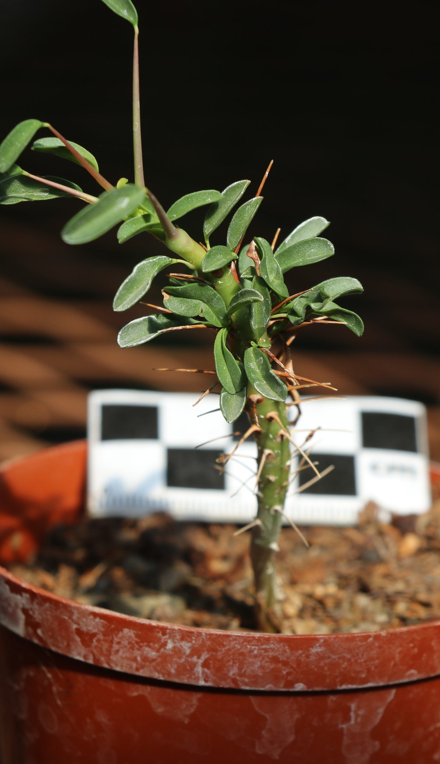 Monsonia (Sarcocaulon) camdeboensis - Karoo Bushman Candle