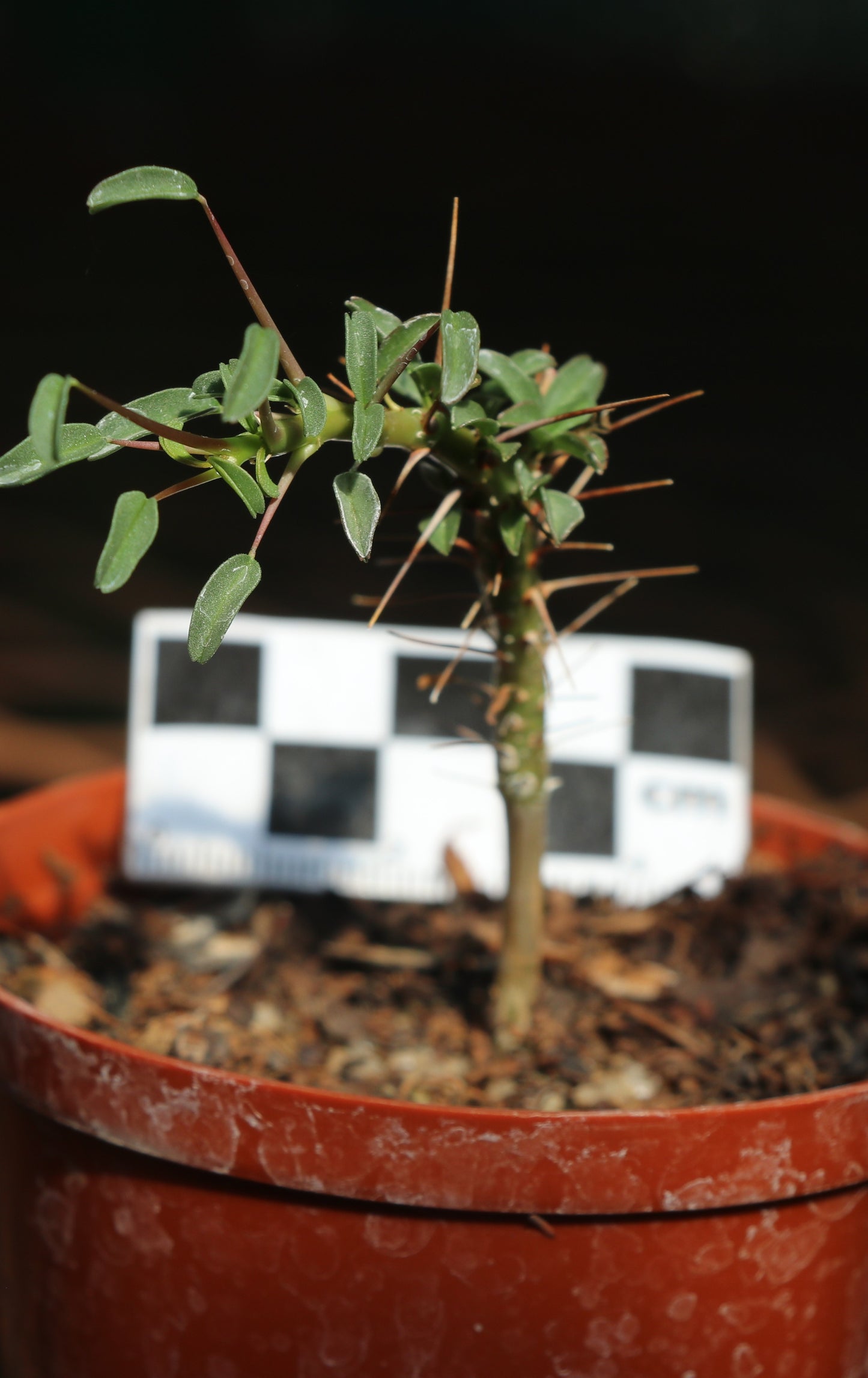 Monsonia (Sarcocaulon) camdeboensis - Karoo Bushman Candle