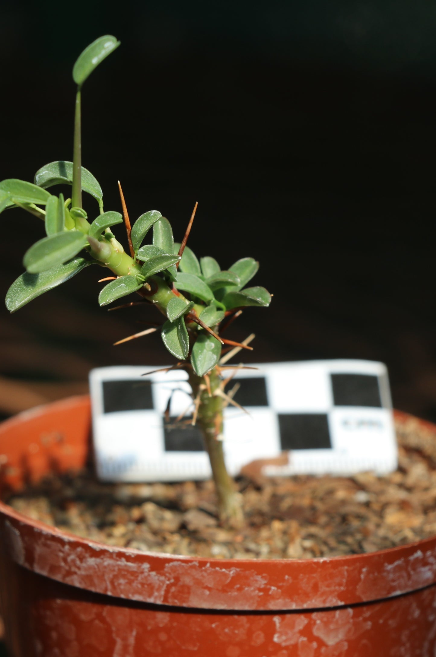 Monsonia (Sarcocaulon) camdeboensis - Karoo Bushman Candle
