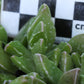 Faucaria paucidens (Graaff Reinet)