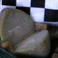 Pleiospilos simulans (Split Rock, Lewer Plant) ex Buys Wiese
