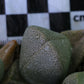 Pleiospilos simulans (Split Rock, Lewer Plant) ex Buys Wiese