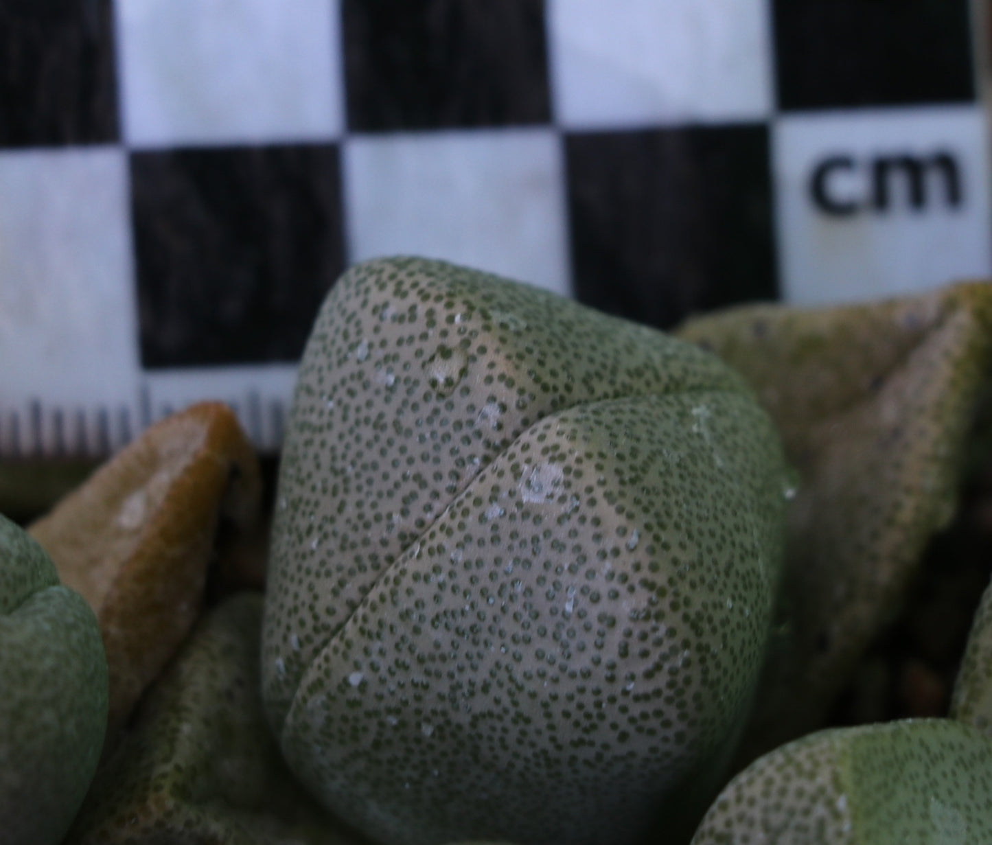 Pleiospilos simulans (Split Rock, Lewer Plant) ex Buys Wiese