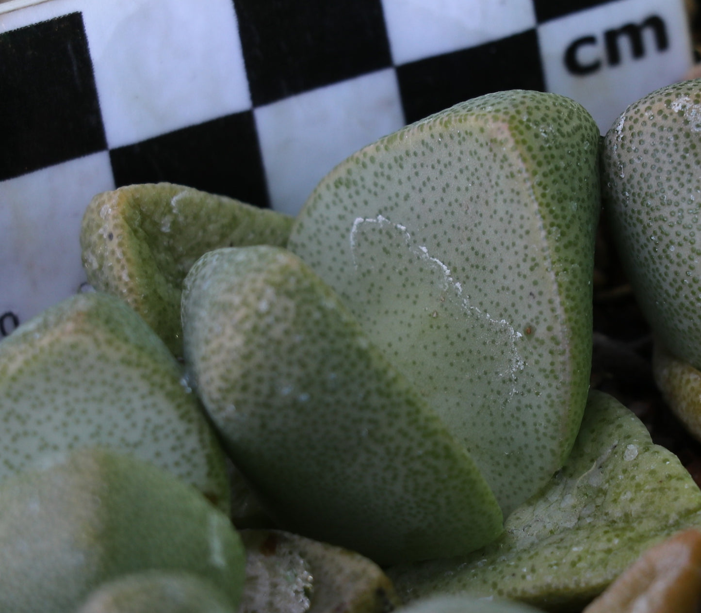 Pleiospilos simulans (Split Rock, Lewer Plant) ex Buys Wiese