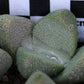 Pleiospilos simulans (Split Rock, Lewer Plant) ex Buys Wiese