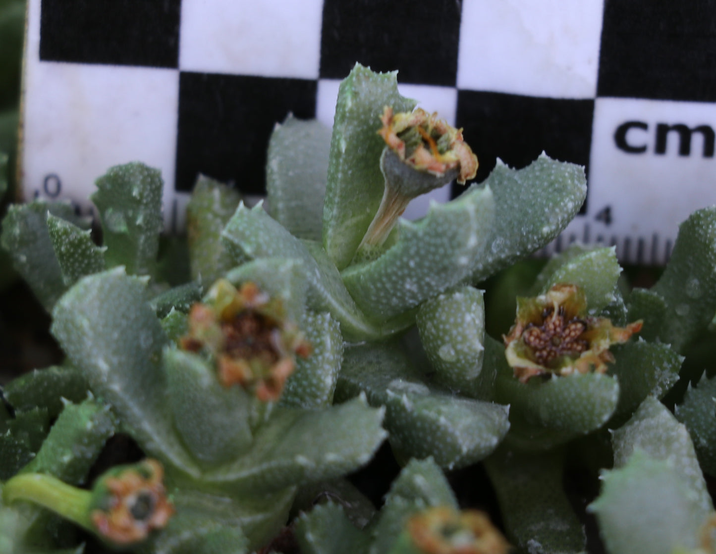 Stomatium villetii (Beaufort West)