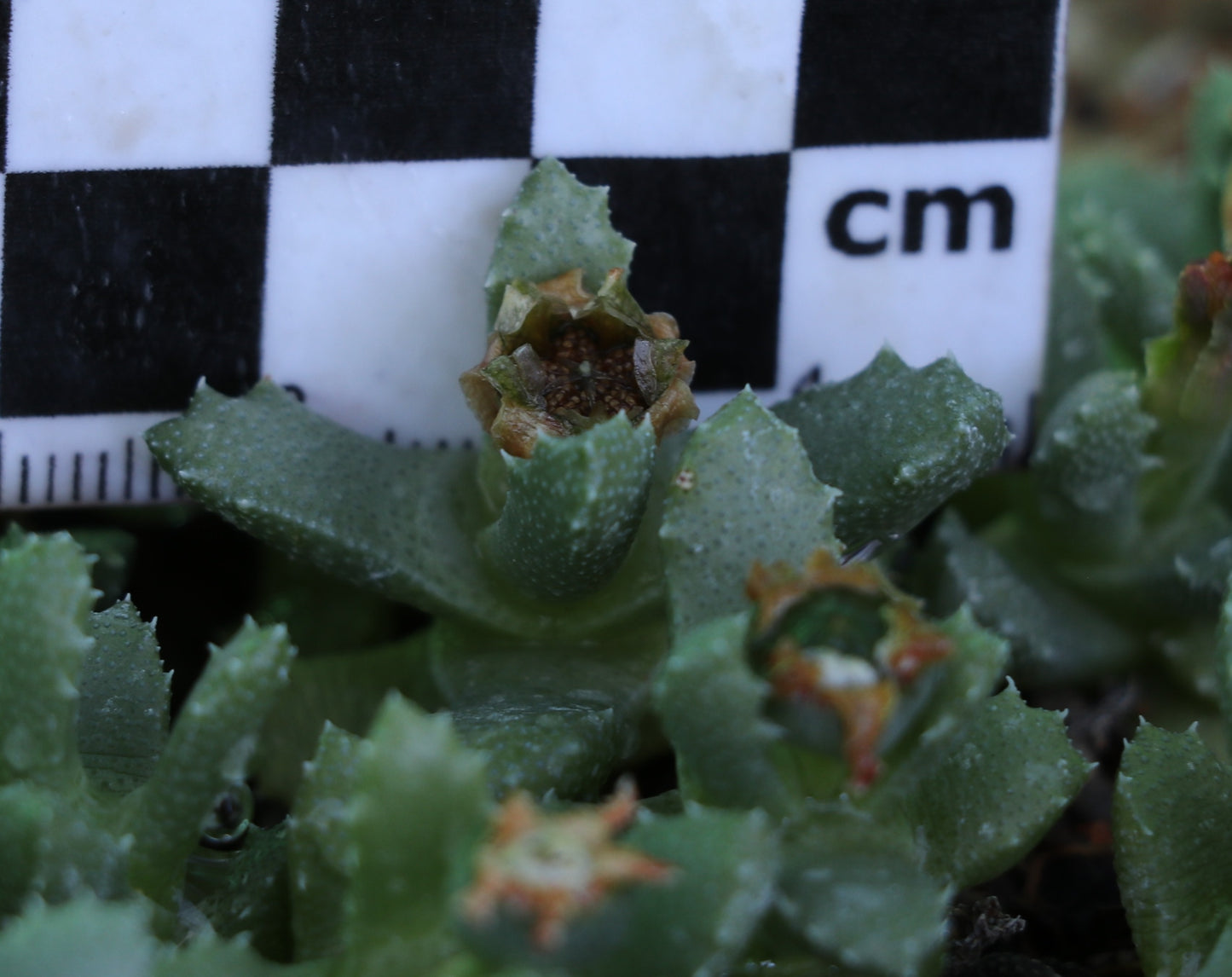 Stomatium villetii (Beaufort West)