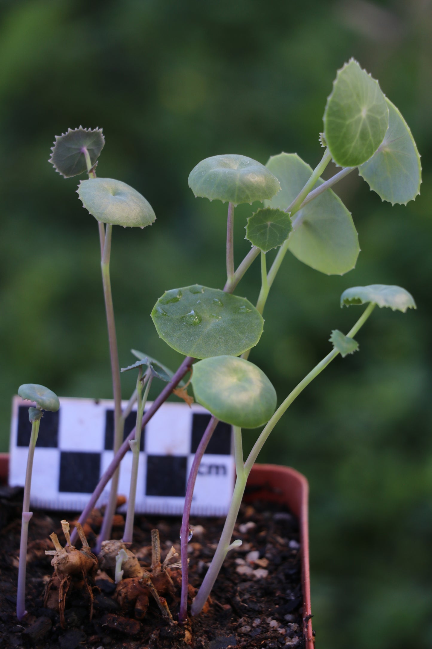 Senecio oxyriifolius (False Nasturtium)