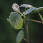 Senecio oxyriifolius (False Nasturtium)
