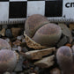Lithops terricolor (C132) East of Laingsburg