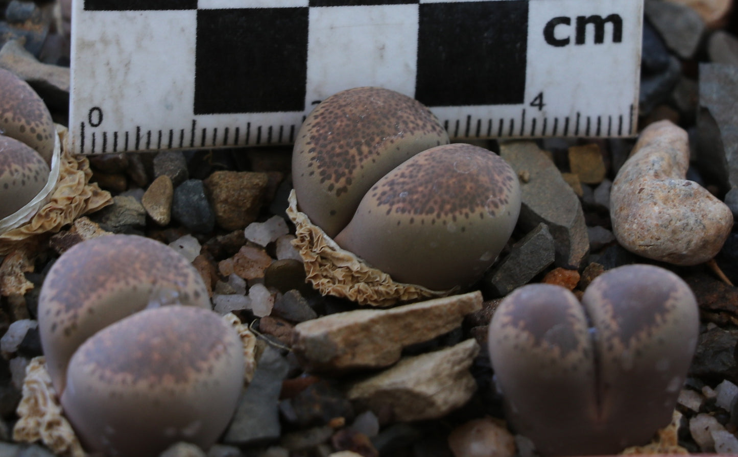 Lithops terricolor (C132) East of Laingsburg