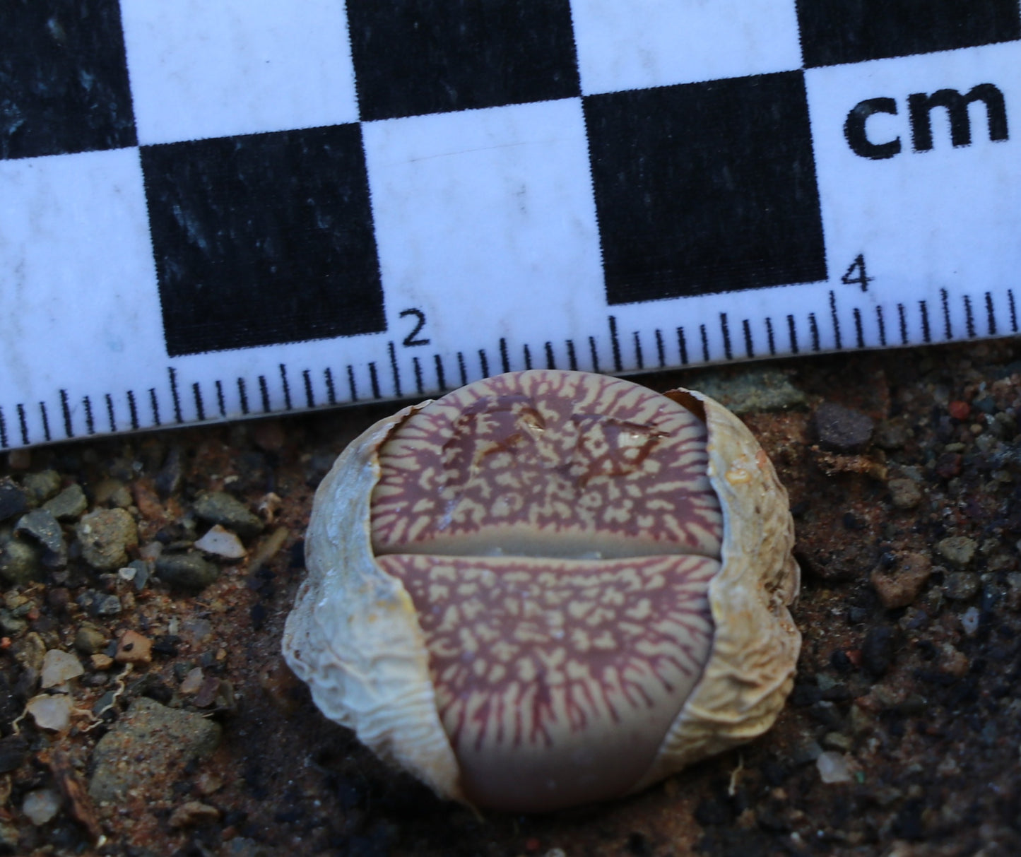 Lithops aucampiae subsp. euniceae var. fluminalis (C 054) Hopetown